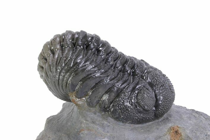 Big, Fat Morocops Trilobite - Ofaten, Morocco #359604